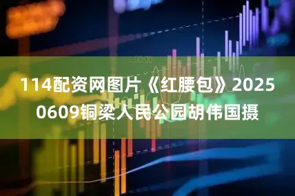 114配资网图片《红腰包》20250609铜梁人民公园胡伟国摄